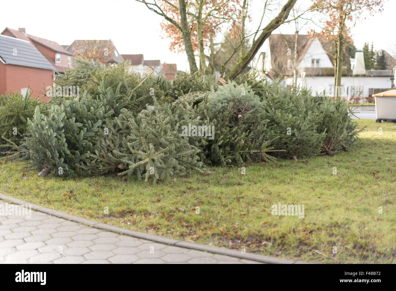 Christmas tree disposal Stock Photo Alamy