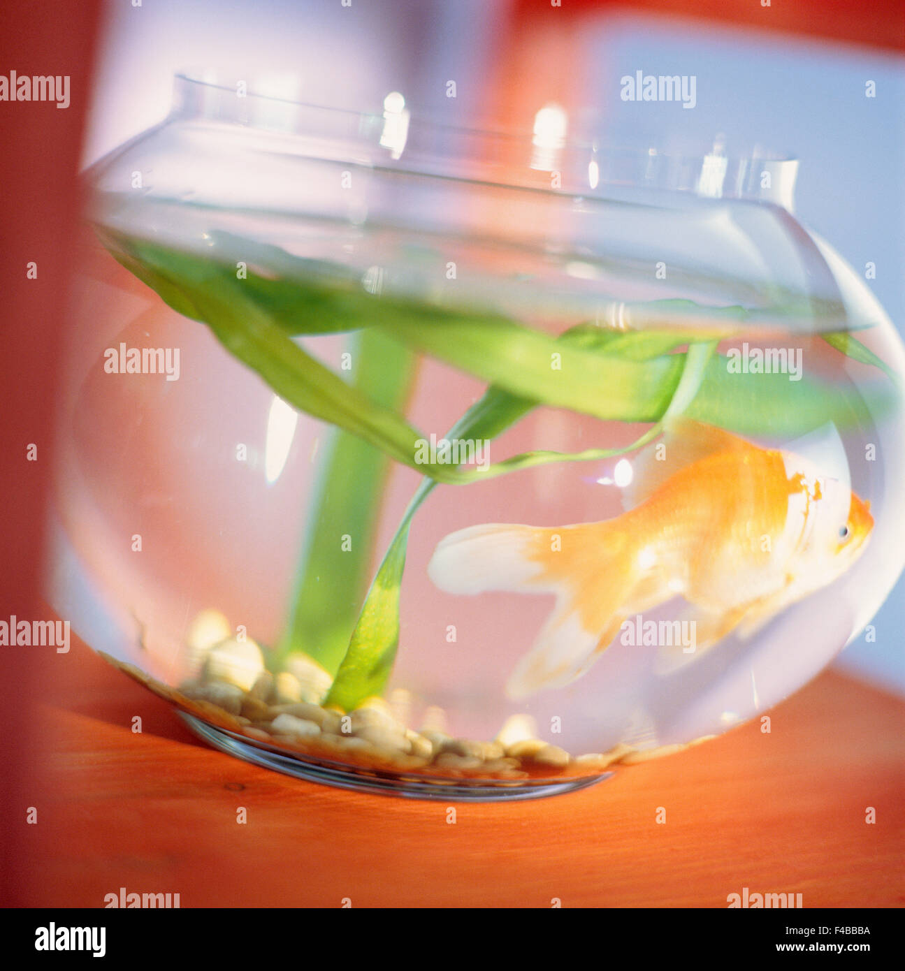 aquarium aquarium fish bowl catalogue 2 closeup color image fish