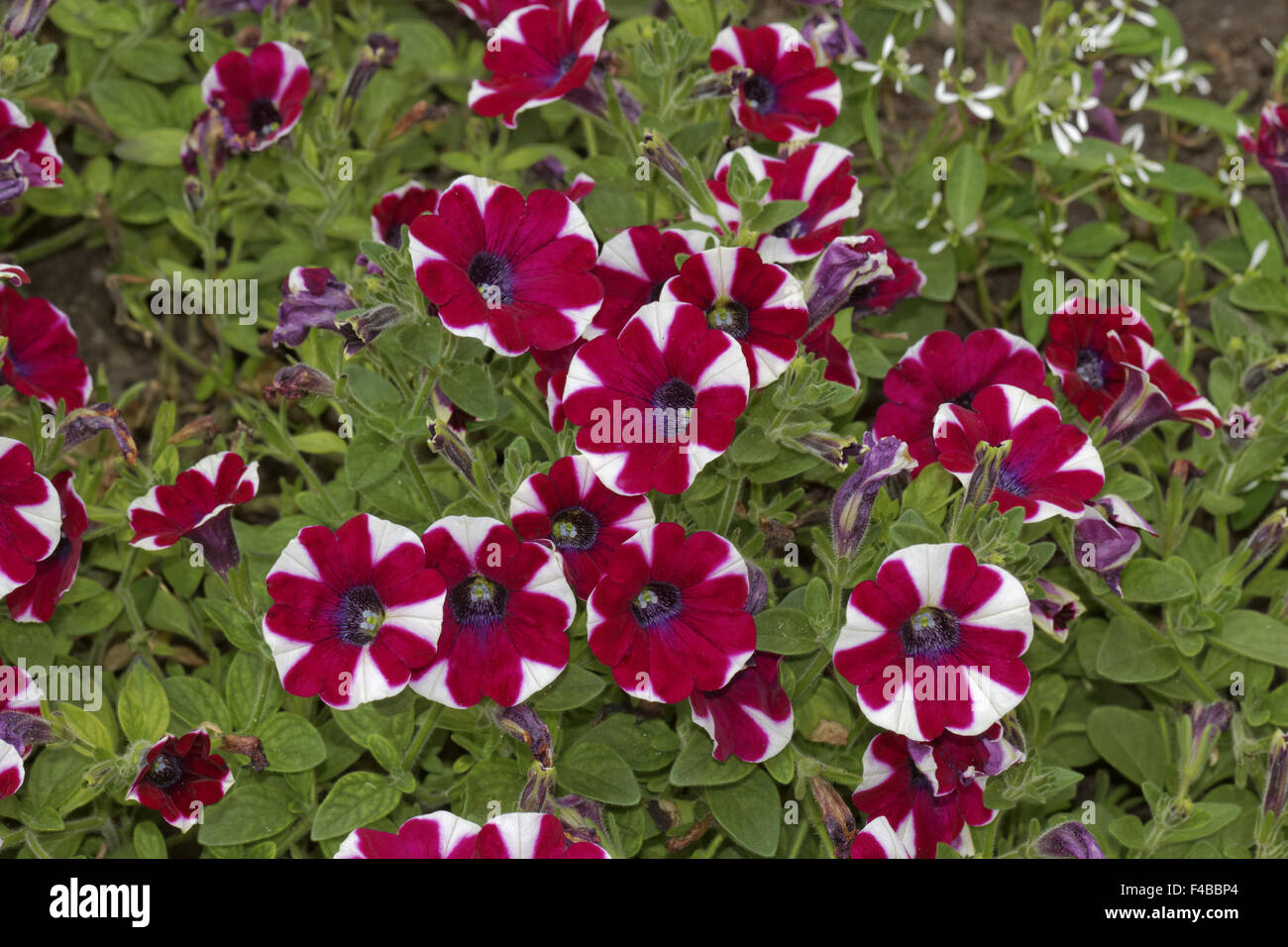 Petunia table azure online