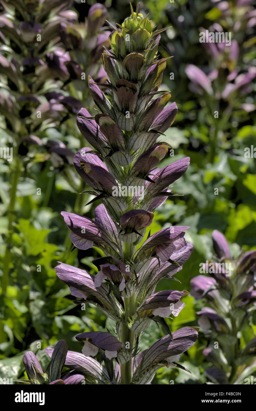 Acanthus balcanicus, Acanthus hungaricus Stock Photo Alamy