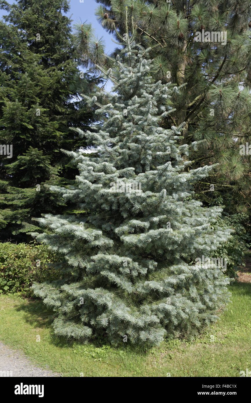 Abies concolor, Colorado white fir Stock Photo