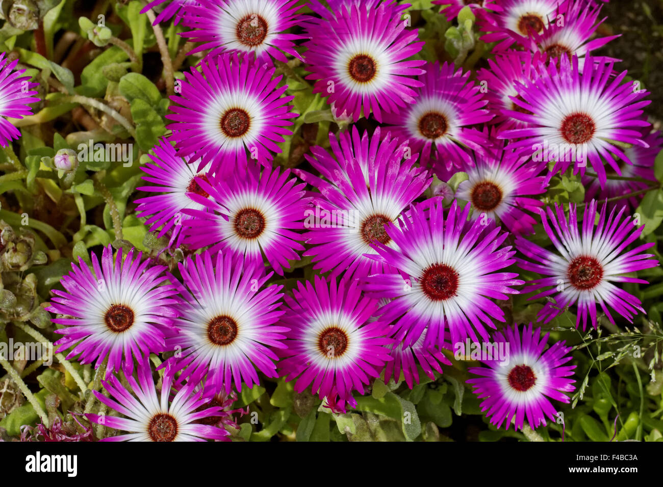Dorotheanthus bellidiformis, Livingstone daisy Stock Photo Alamy