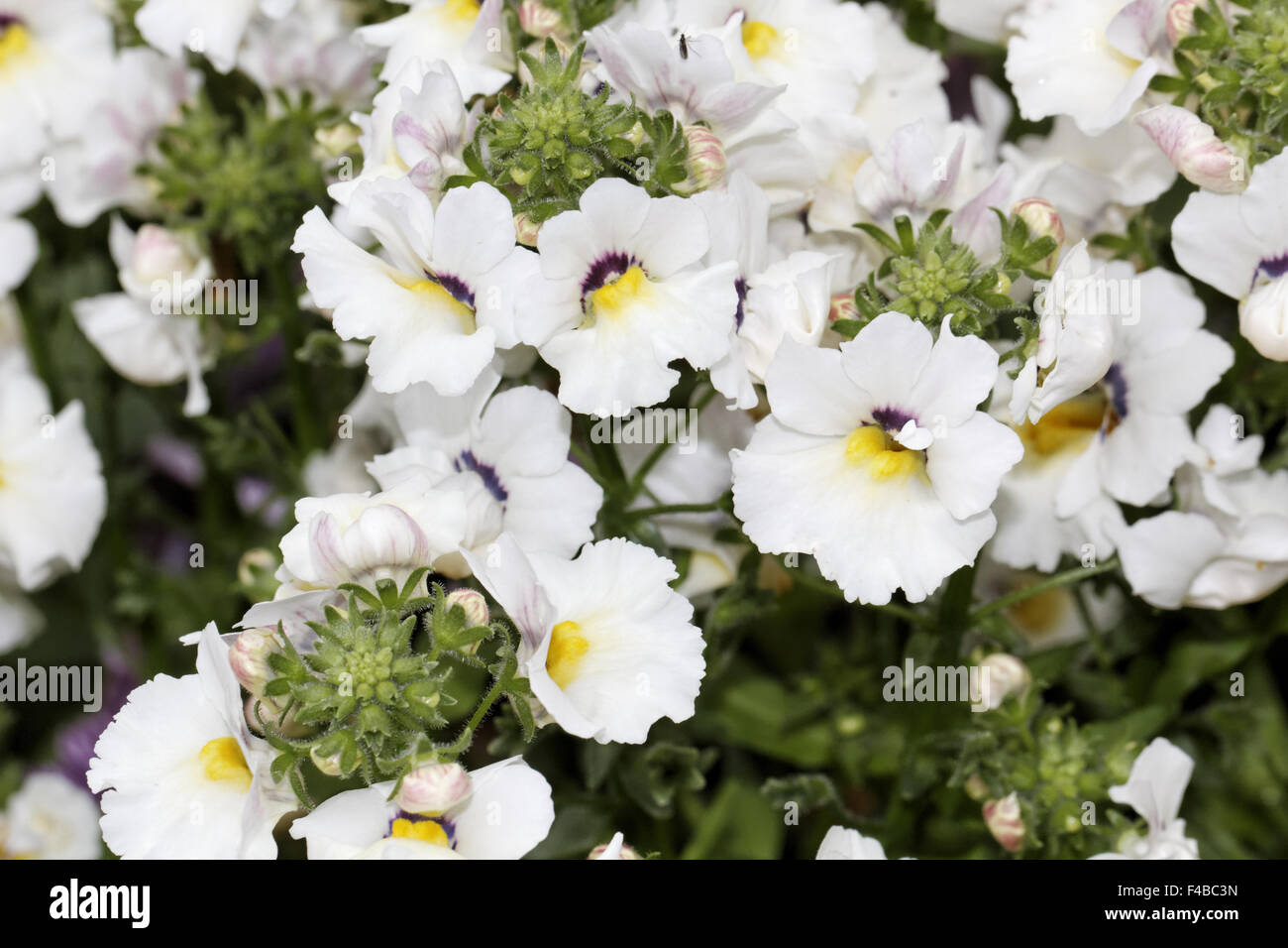 Nemesia hybrid Angelart Raspberry Stock Photo Alamy