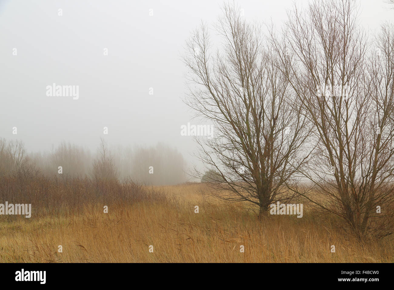 Fog in autumn hi-res stock photography and images - Alamy
