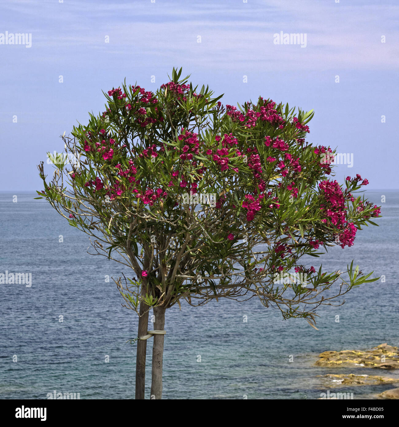 Oleander tree (Nerium oleander), Corsica Stock Photo