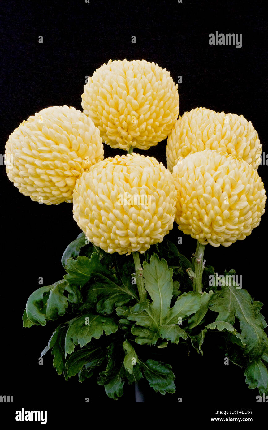 Pot mums hires stock photography and images Alamy