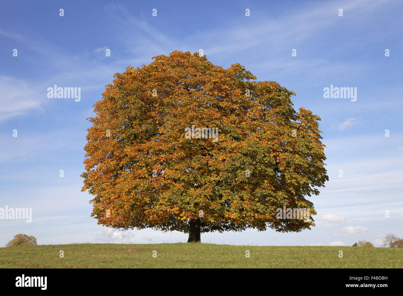 Conker tree (Aesculus)  in autumn, Germany Stock Photo