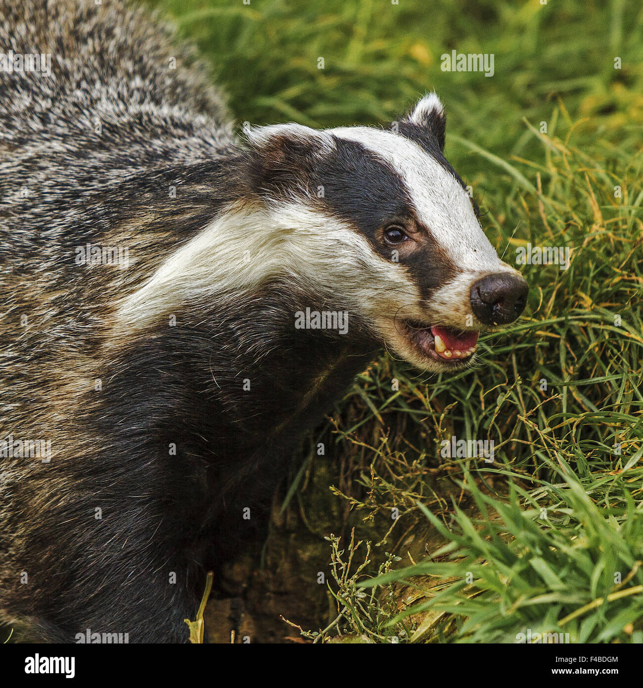 Snarling Badger (Meles meles)  Berkshire UK Stock Photo