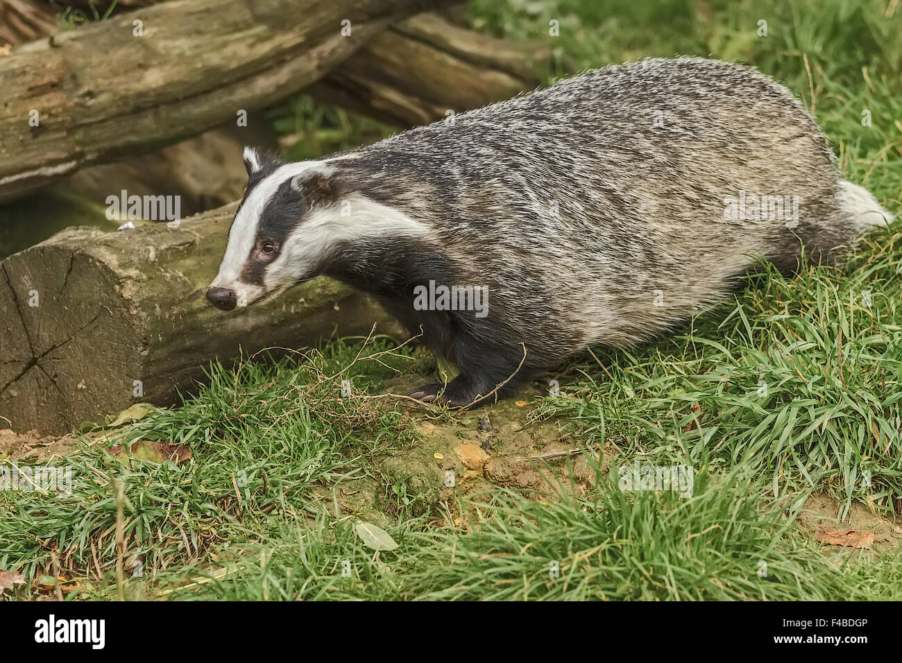Badger (Meles meles) Searching For Food UK Stock Photo