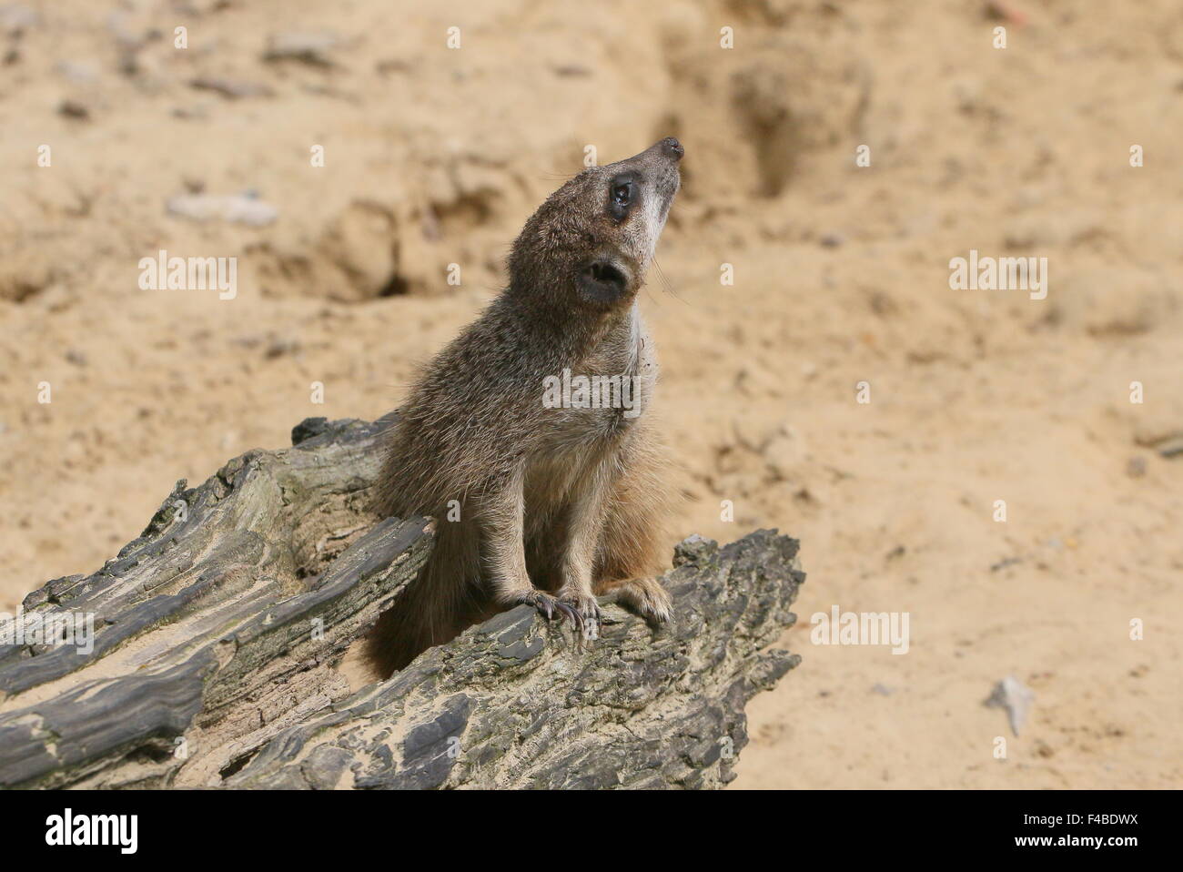 South African Meerkat (Suricata suricatta) standing sentry, looking up at the sky Stock Photo