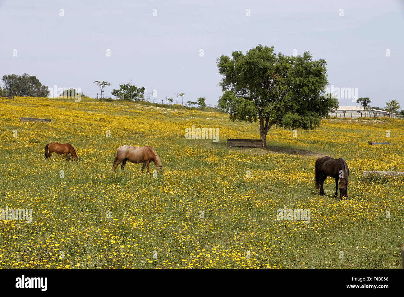 Horse on a flower meadow in Corsica, France Stock Photo