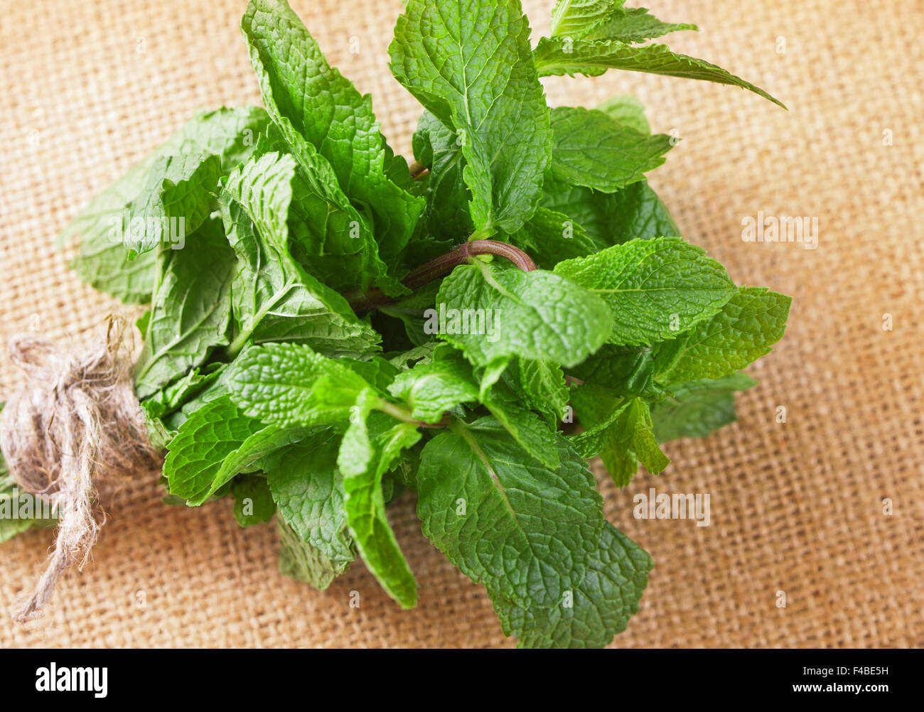 Fresh mint bunch on a  burlap background Stock Photo