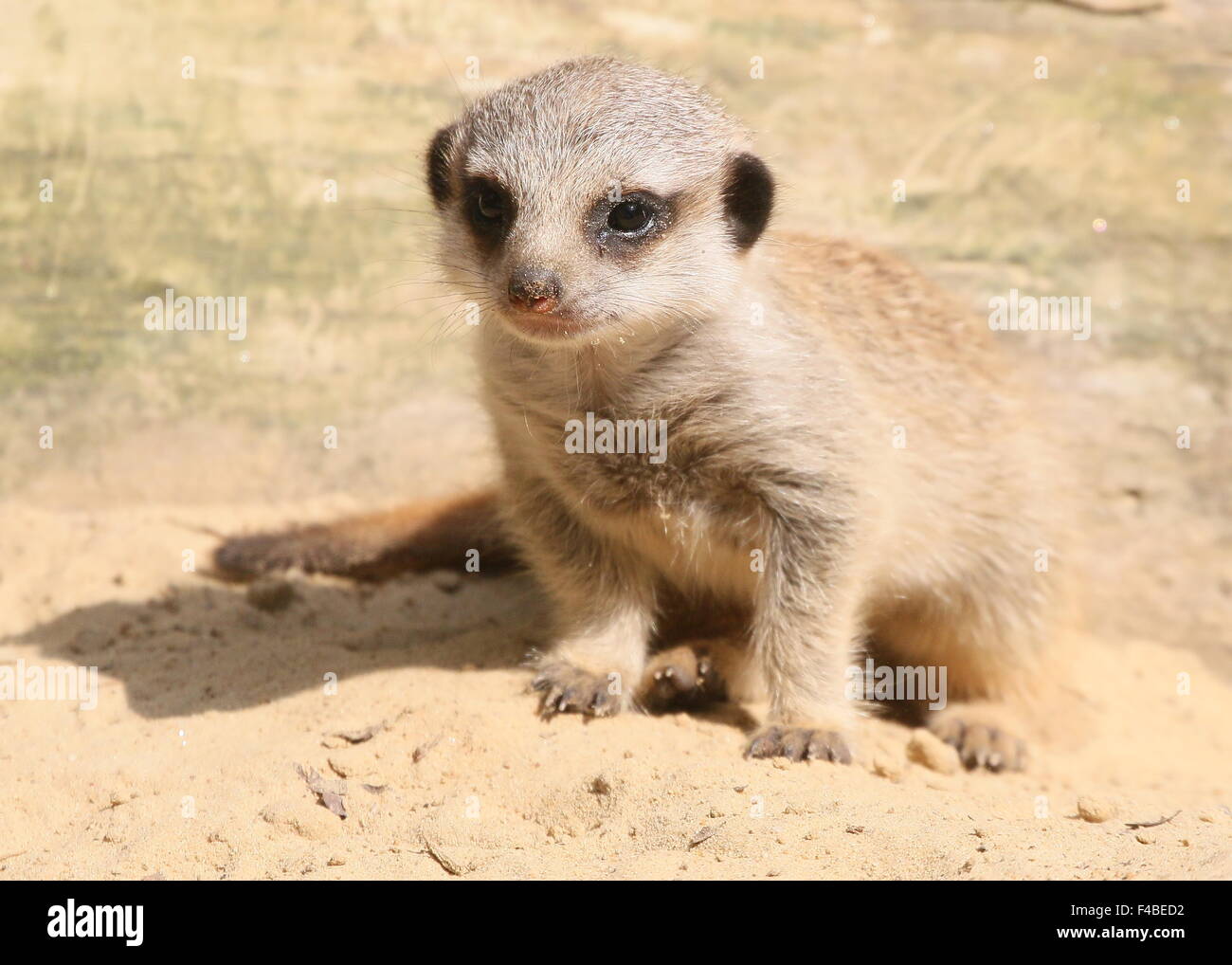 Baby South African Meerkat Suricata Suricatta Up Close And Personal Stock Photo Alamy Baby South African Meerkat Suricata Suricatta Up Close And Personal Stock Photo Alamy