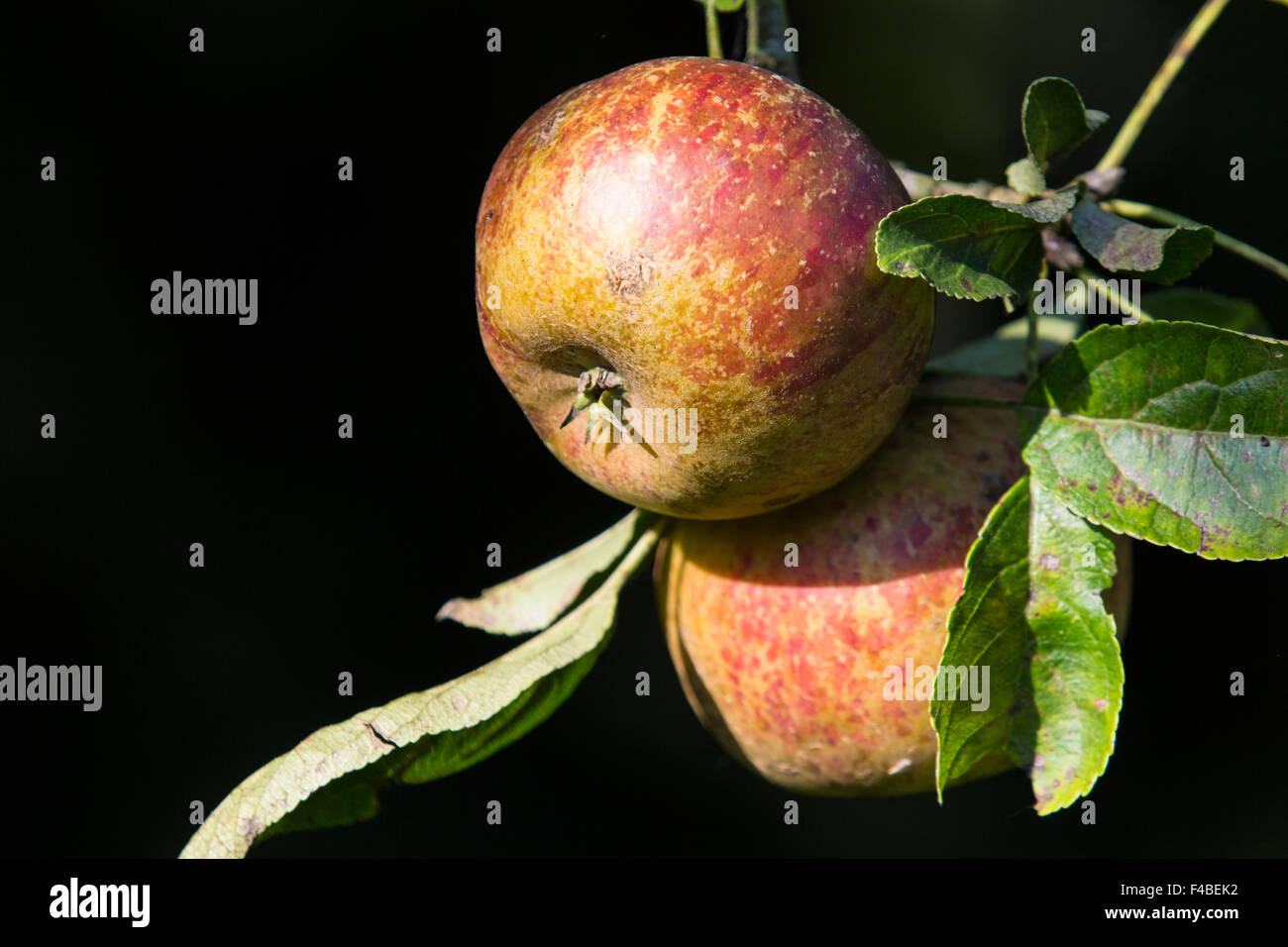 Obst ernten, pflücken hi-res stock photography and images - Page 2 - Alamy, image size:1300x956