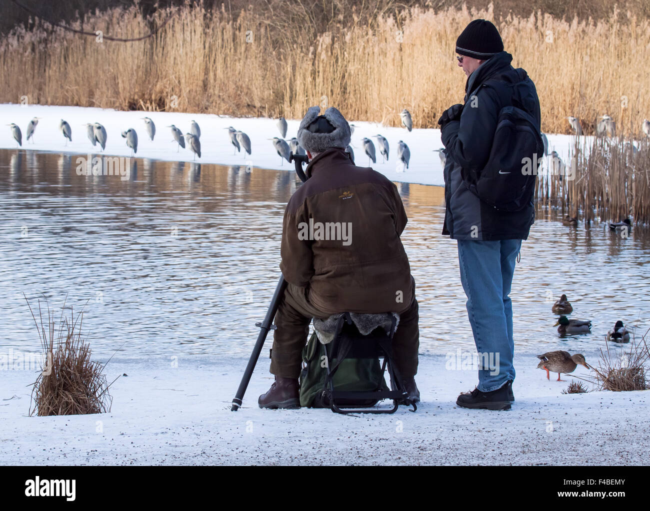 Bird photographer photographing gray herons on frozen lake. Stock Photo