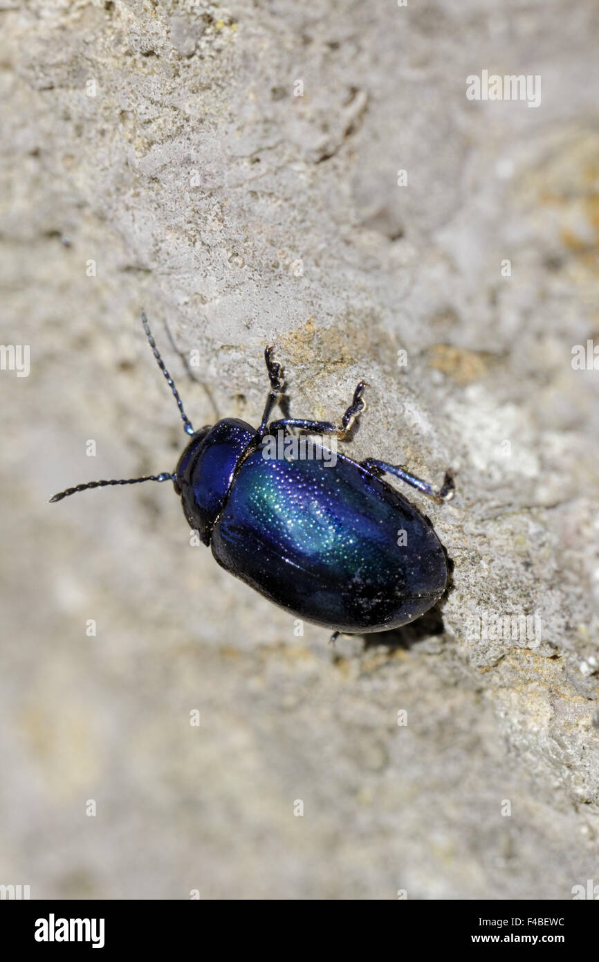 Chrysomela coerulans, Mintleaf beetle Stock Photo