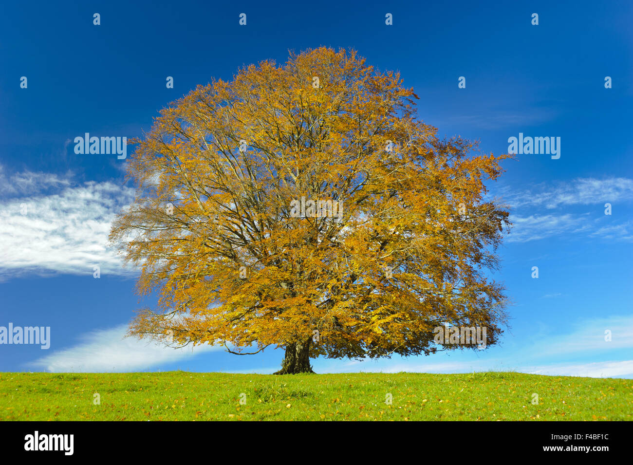 big single beech tree at autumn Stock Photo