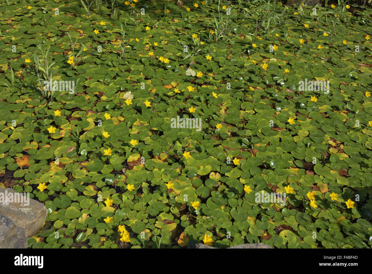 Nymphoides peltata, Fringed Water lily Stock Photo