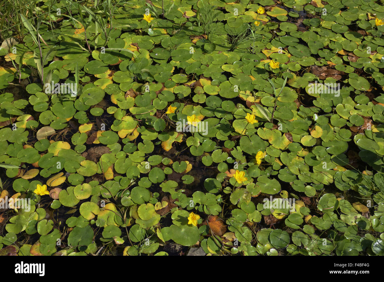 Nymphoides peltata, Fringed Water lily Stock Photo