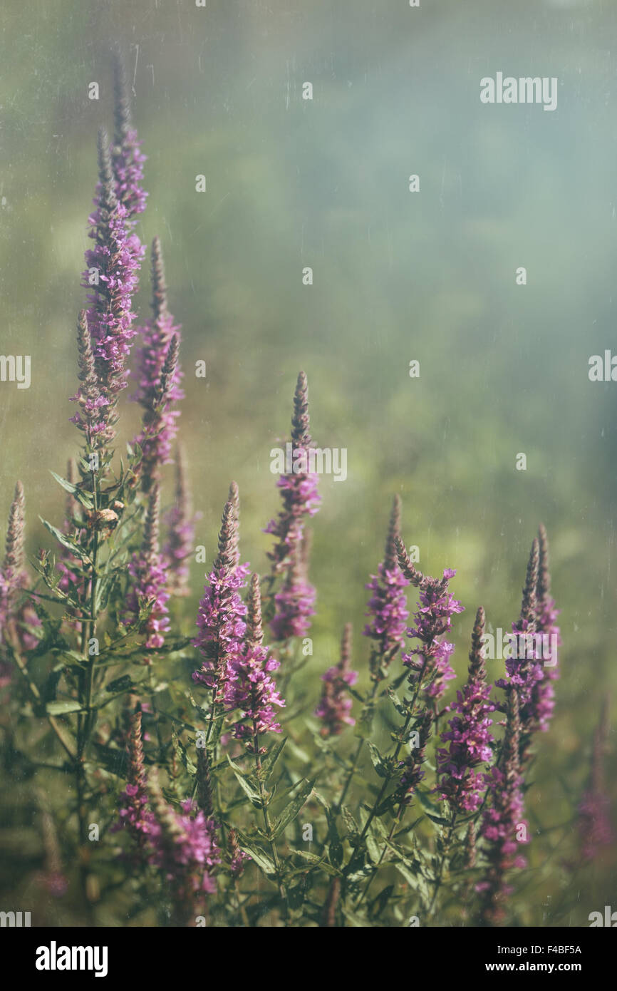 Purple wild flowers growing in field Stock Photo - Alamy
