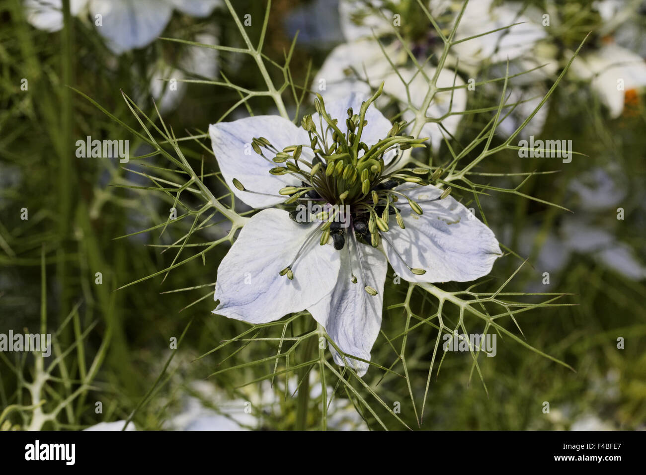 Nigella gallica, Pale fennel-flower Stock Photo