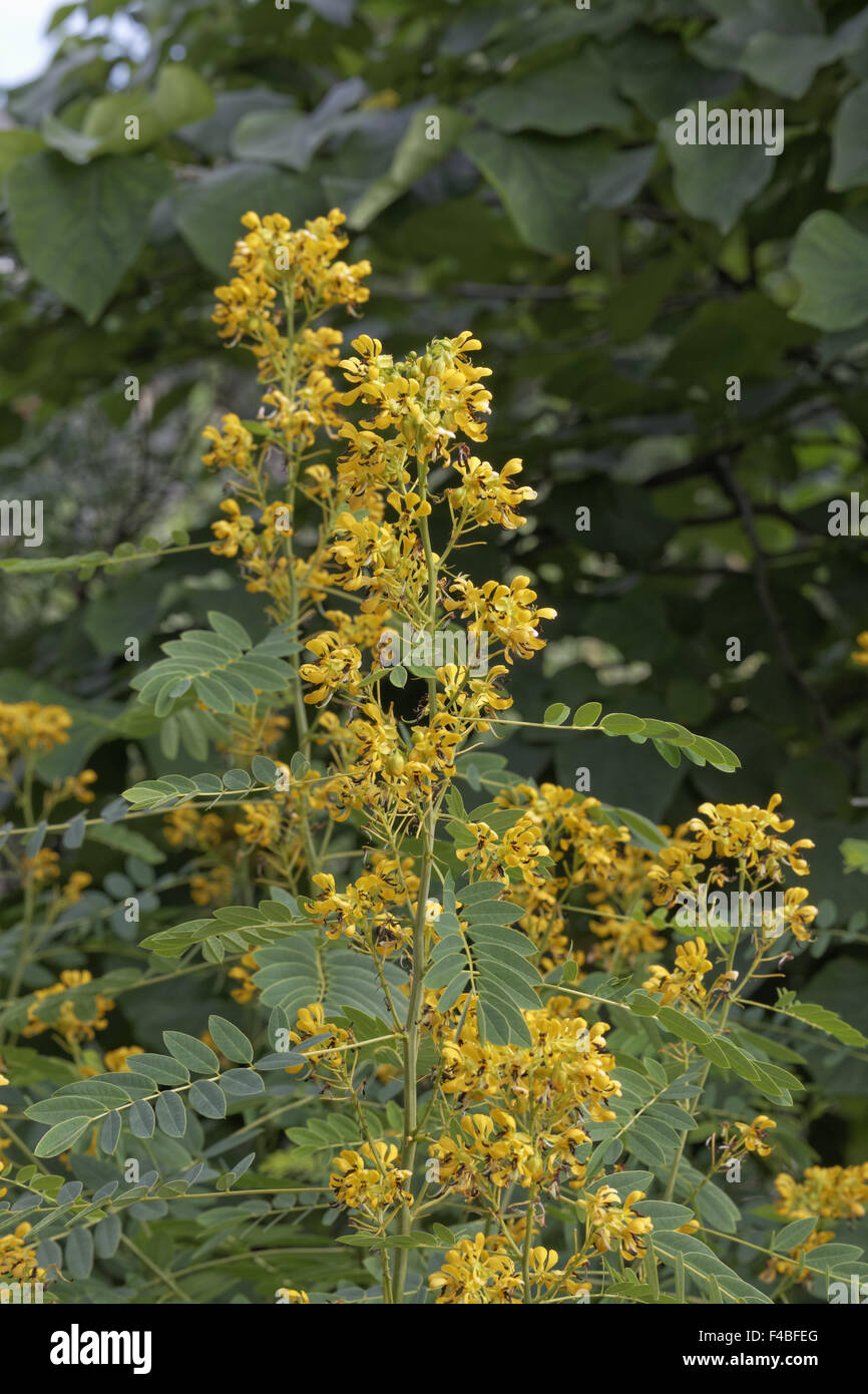 Senna marilandica, Cassia marilandica), Senna Stock Photo