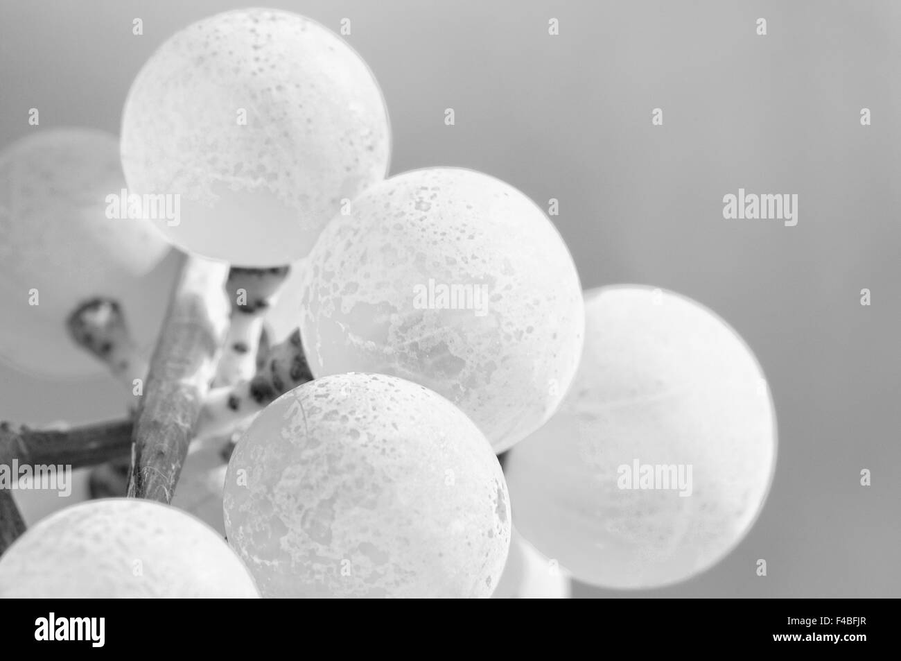 Riesling grapes black and white Stock Photo