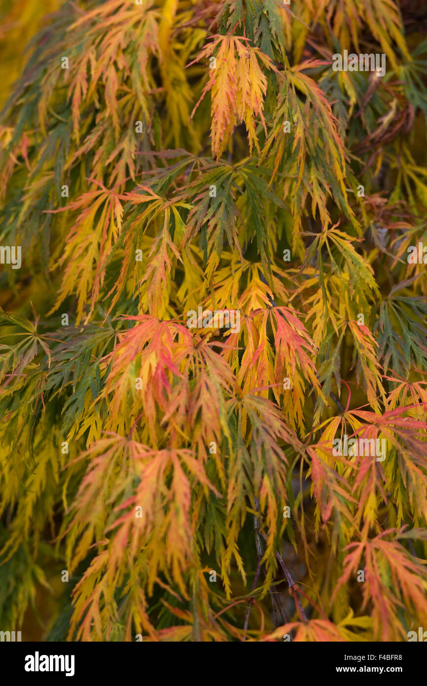 Japanese maple in the fall Stock Photo
