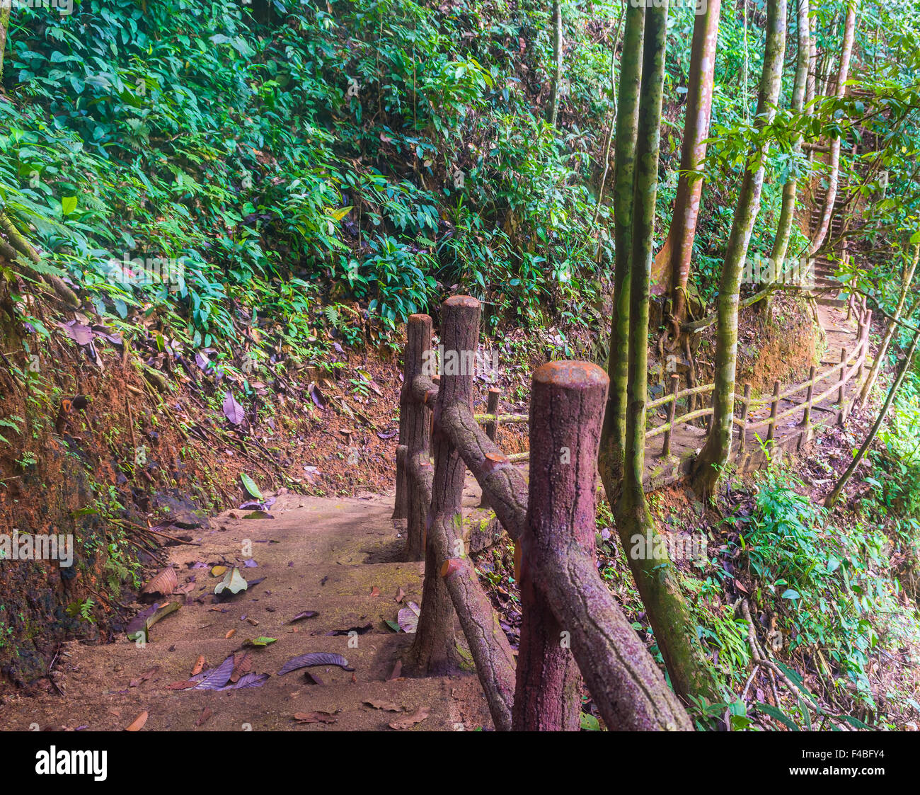 Jungle track at tropical forest Stock Photo - Alamy