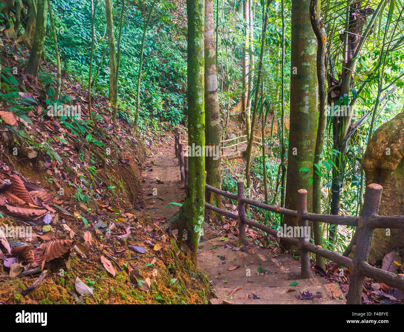 Jungle track at tropical forest Stock Photo - Alamy