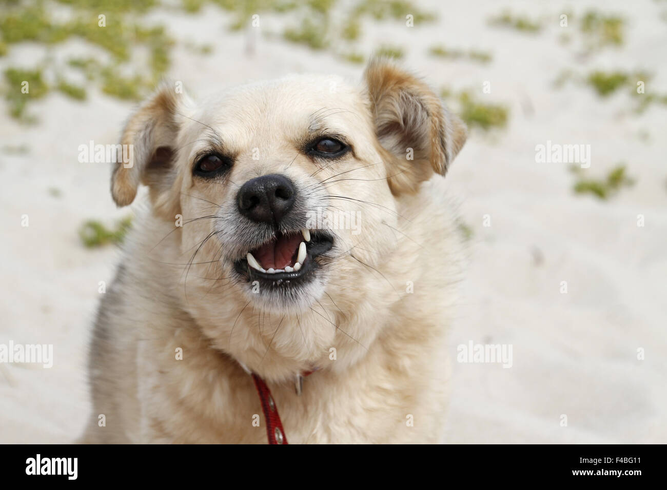 dog making a face Stock Photo