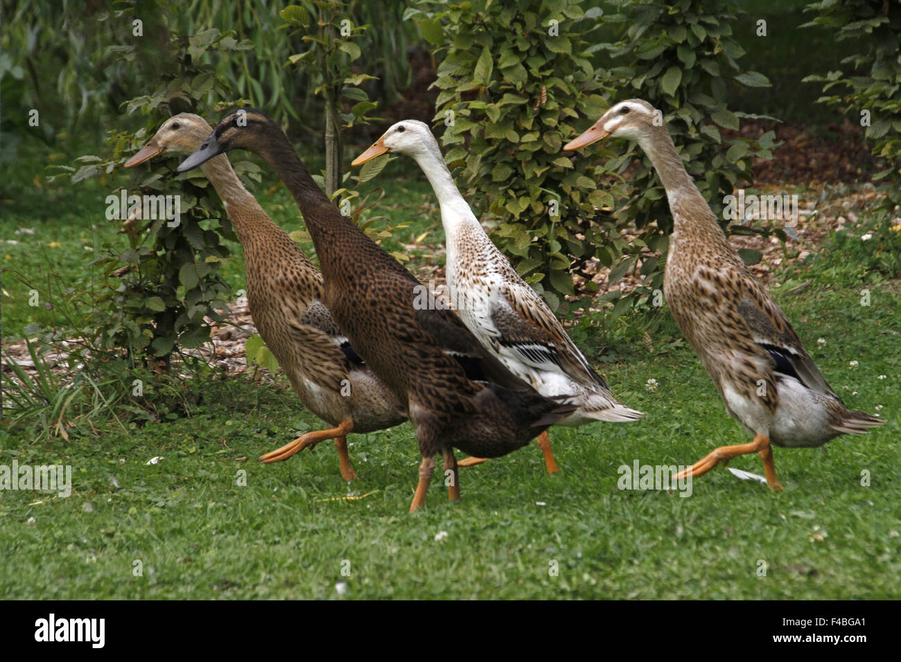 Runner duck hires stock photography and images Alamy