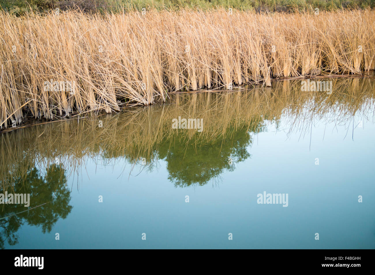 Grasses of Colorado Riverbank Stock Photo Alamy