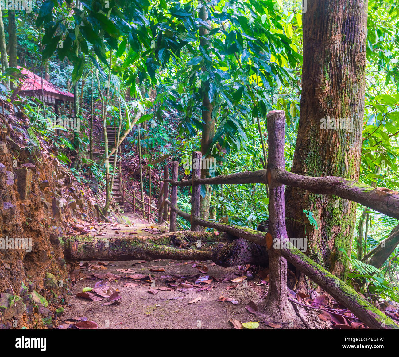 Jungle track at tropical forest Stock Photo - Alamy