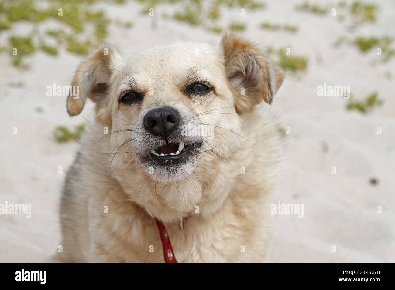 dog making a face Stock Photo