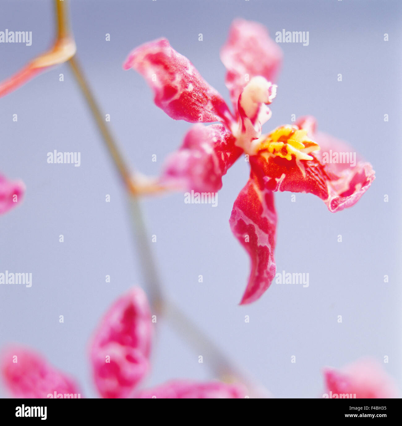 Pink orchid Stock Photo