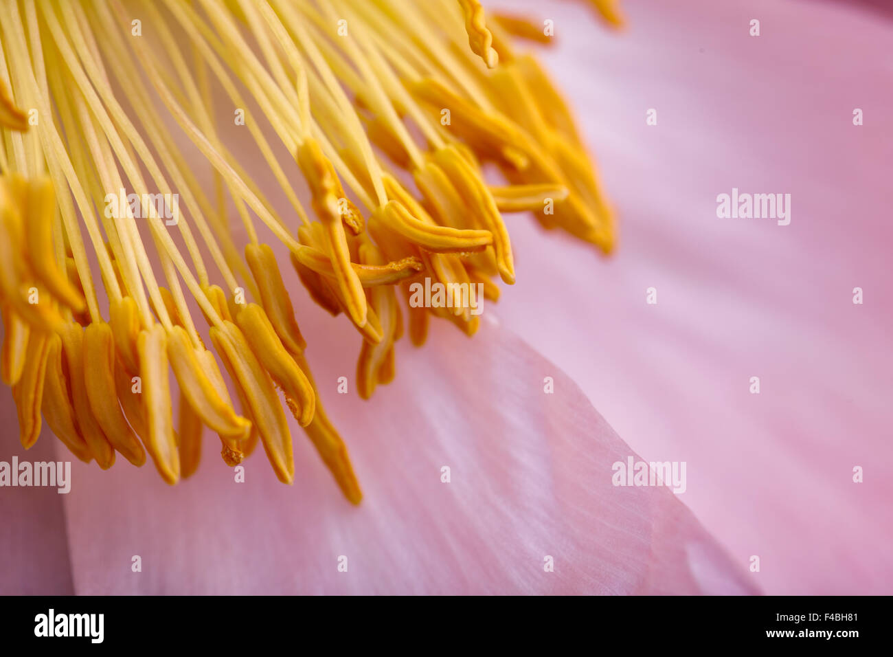 Peony Flower Macro Stock Photo - Alamy