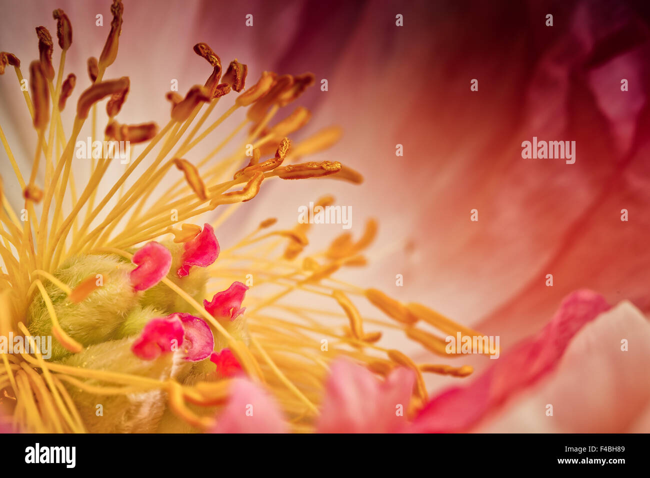 Peony Flower Macro Stock Photo - Alamy