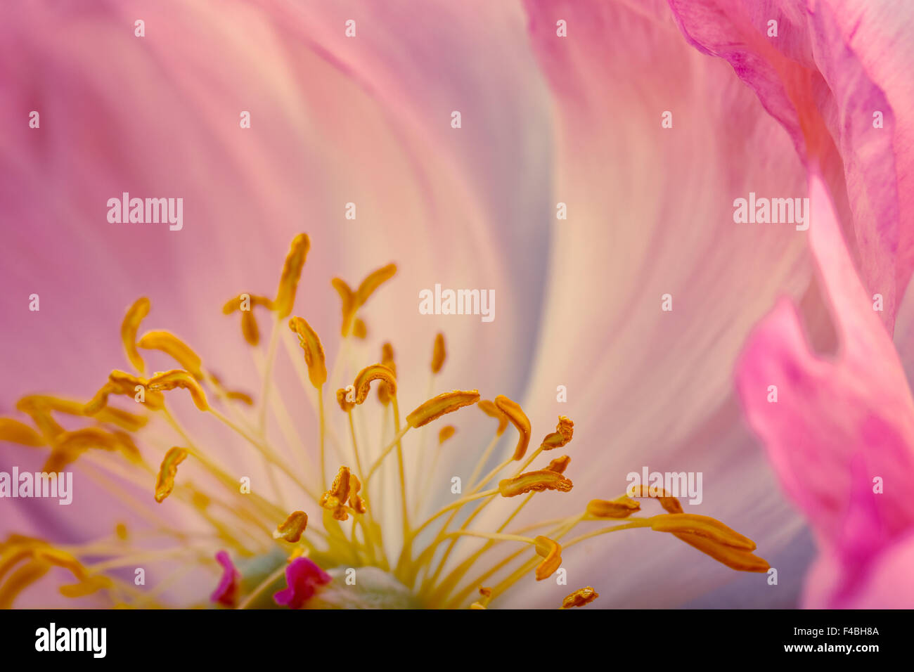 Peony Flower Macro Stock Photo - Alamy