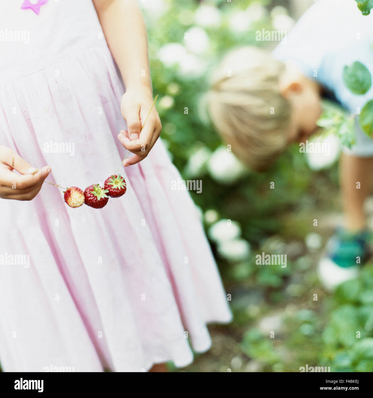 Girl and boy picking strawberries in the woods Stock Photo - Alamy