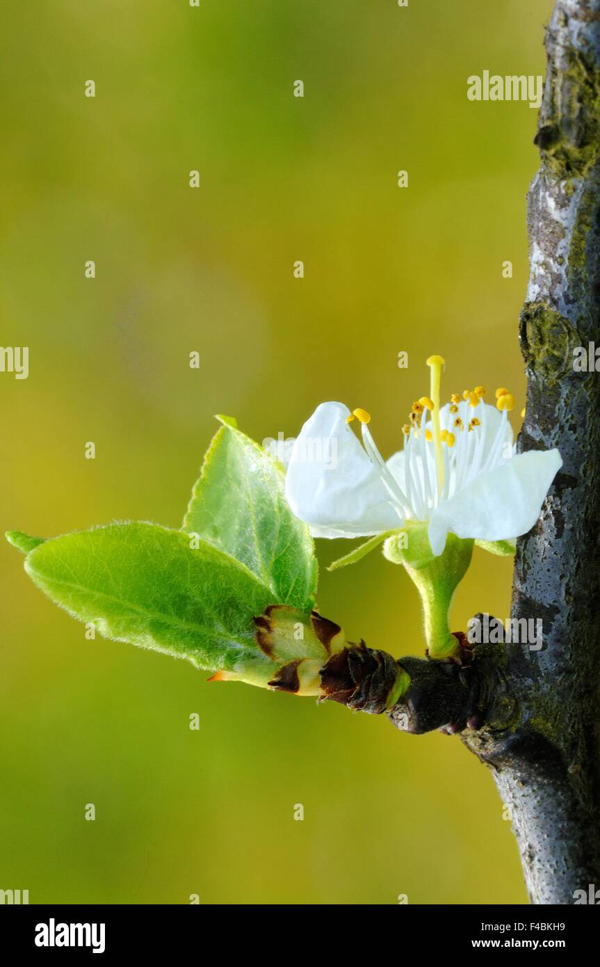 Plum blossom with leaves Stock Photo