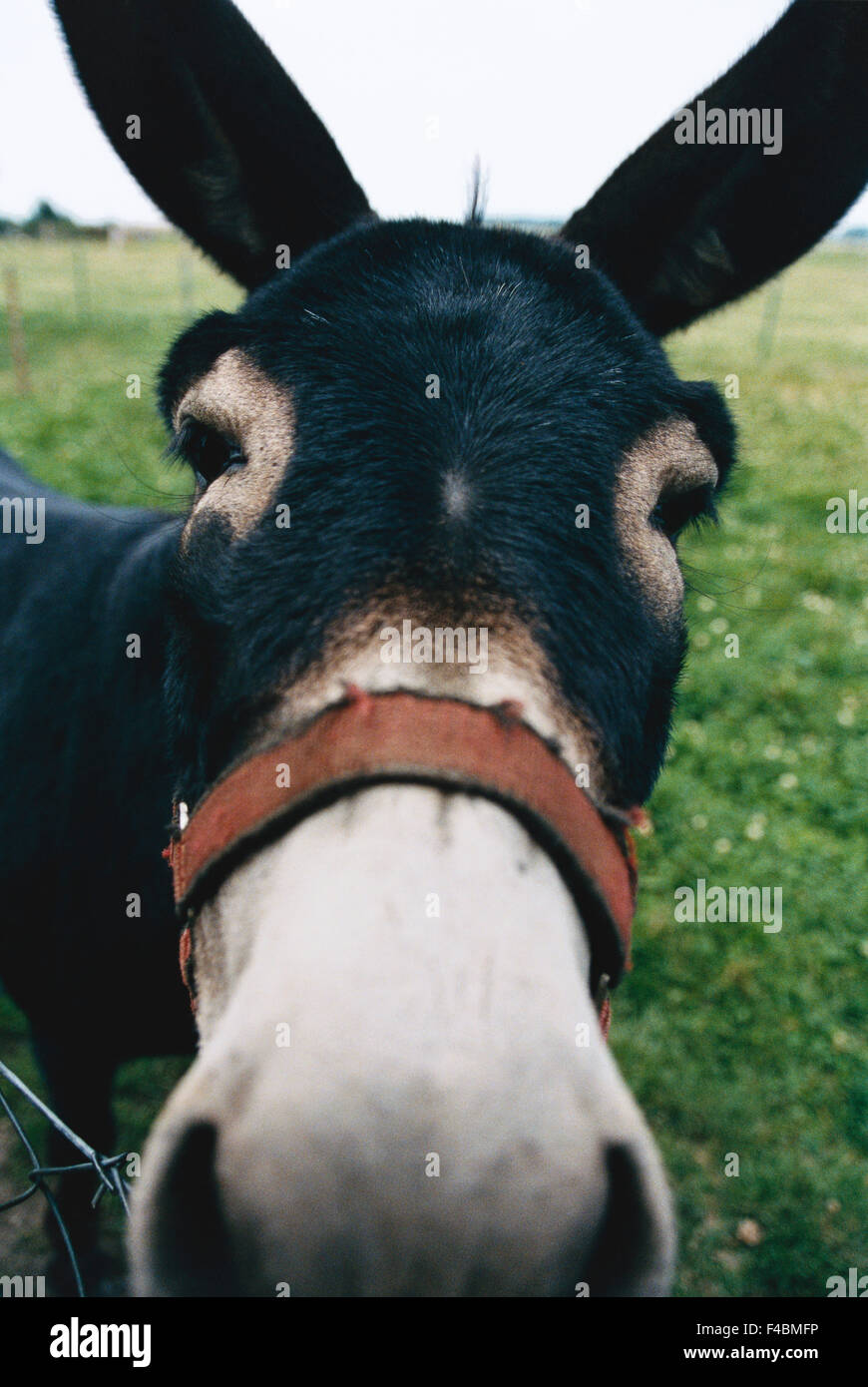 Donkey portrait up close hi-res stock photography and images - Alamy