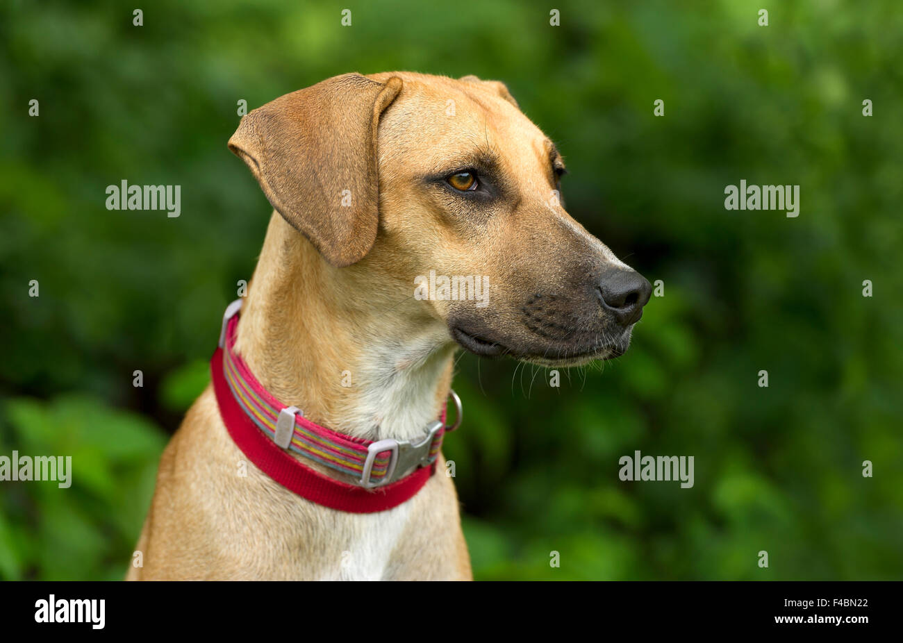 Dog Outdoor is a portrait of an attractive big dog with vibrant brown eyes in the beautiful outdoors. Stock Photo