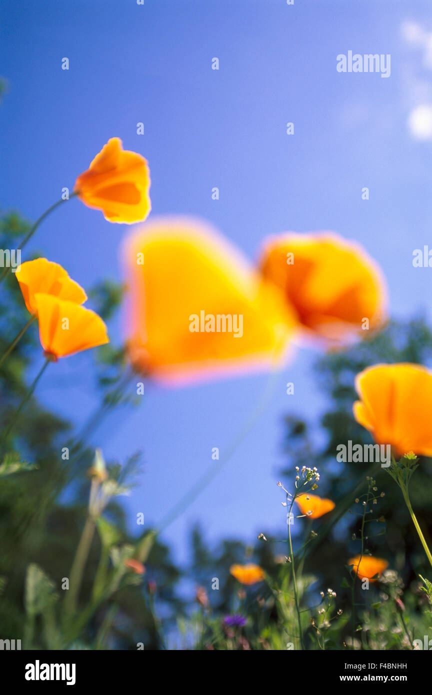 Poppy flowers with blue sky background Stock Photo - Alamy