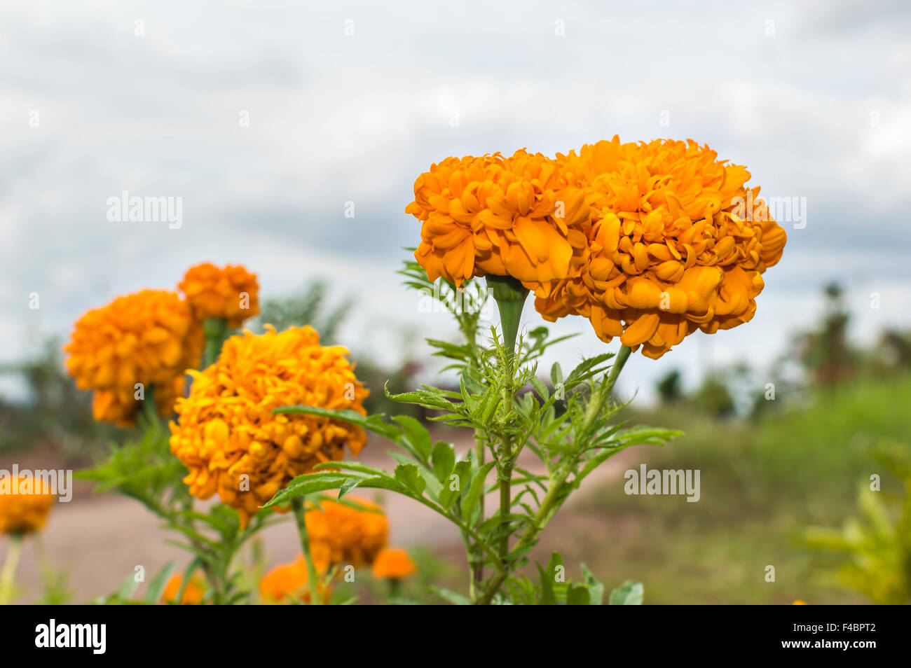 Close up of marigold flower with natural blurred background Stock Photo -  Alamy