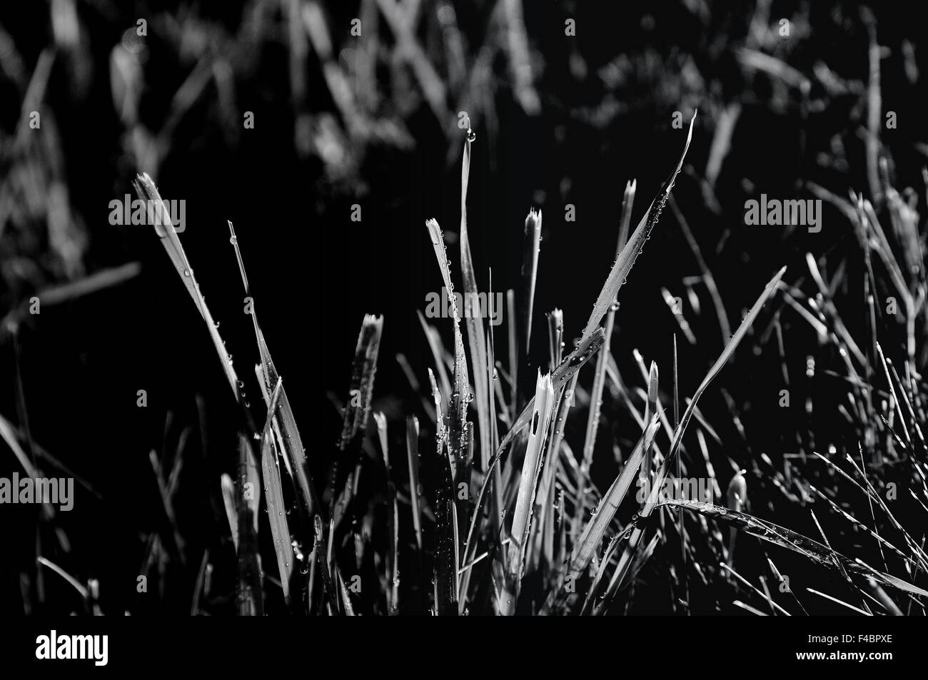 wet grass in the sunshine black and white Stock Photo
