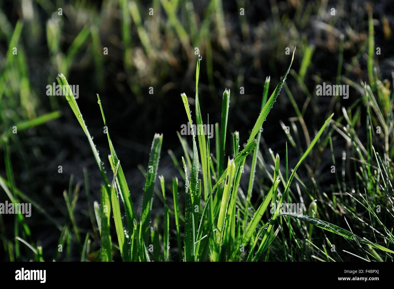wet grass in the sunshine Stock Photo