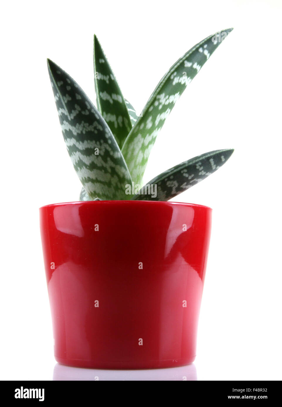 aloe isolated on white backbround Stock Photo - Alamy