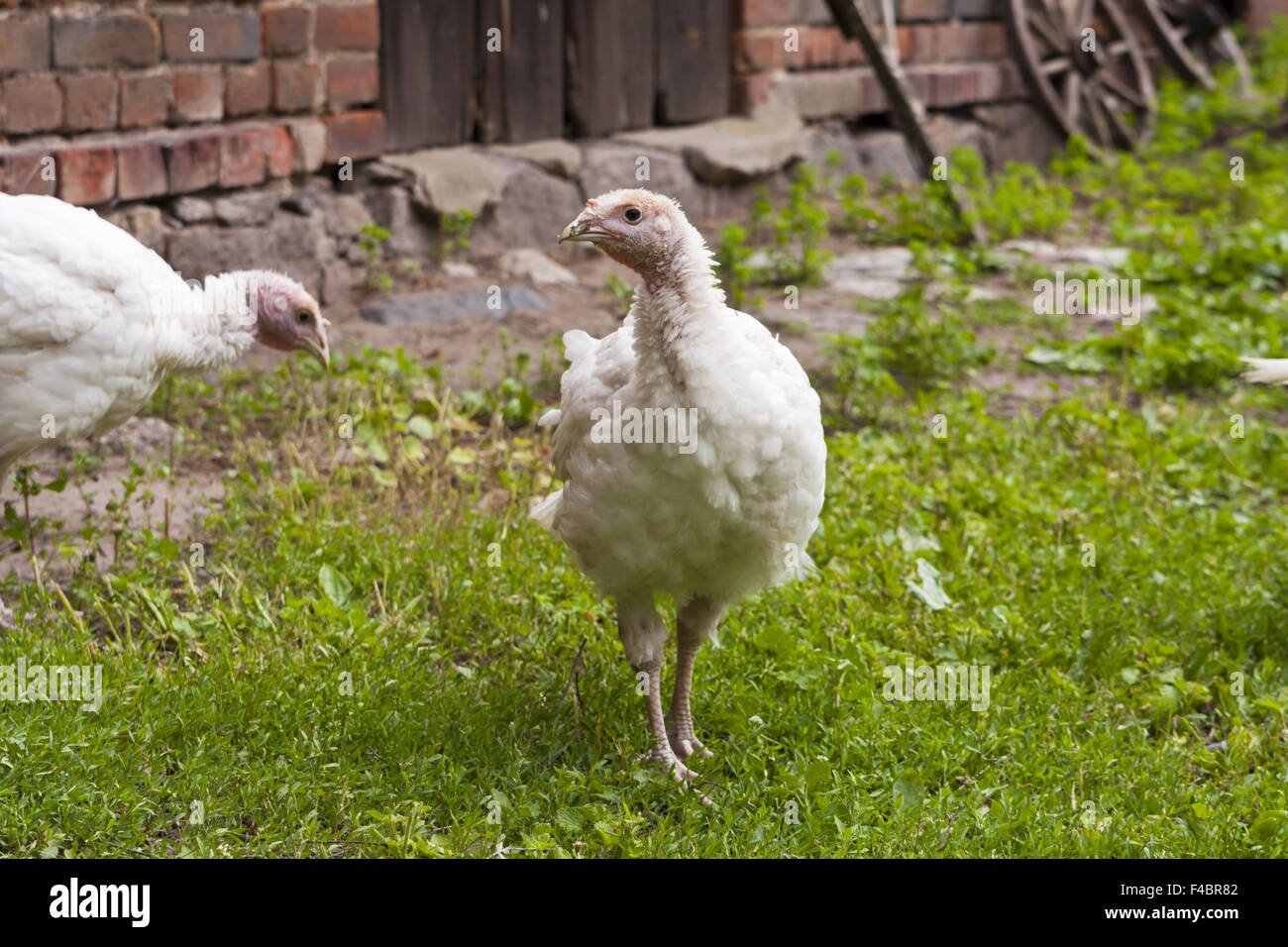 Turkey Hen on a farm Stock Photo Alamy