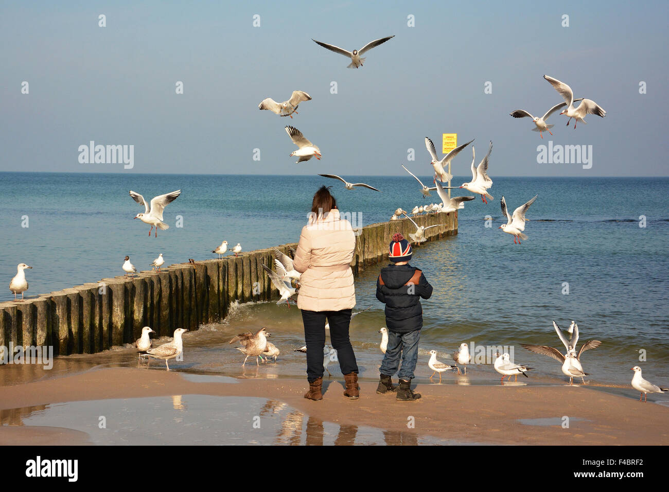 Möwen füttern am Strand Stock Photo